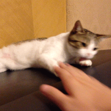  小动图猫的表情包