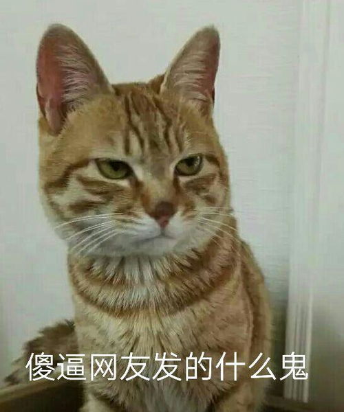  可以分享一些高端骂人的表情包么