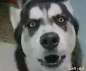  主人不给哈士奇吃美食,二哈着急的都快哭了