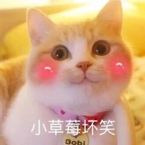 吸喵小分队 吸喵小分队