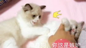  单身勿进猫猫狗狗的花式秀恩爱,小心虐死你