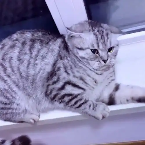 家里的猫犯错了,媳妇教育了它半小时,看这表情似乎还是不服 家里的猫犯错了,媳妇教育了它半小时,看这表情似乎还是不服