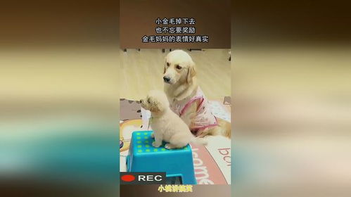 小金毛掉下去,也不忘要奖励,金毛妈妈的表情好真实 小金毛掉下去,也不忘要奖励,金毛妈妈的表情好真实