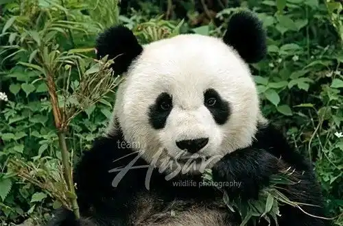 进来看看吧大熊猫颜王皓月的外婆,有卧龙第一美女之称的龙古20,泉泉 进来看看吧大熊猫颜王皓月的外婆,有卧龙第一美女之称的龙古20,泉泉