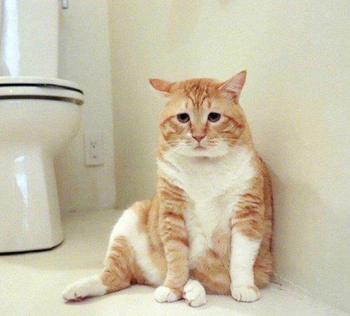  一只因为减不下肥而陷入忧伤之中的胖橘猫,让它静静吧