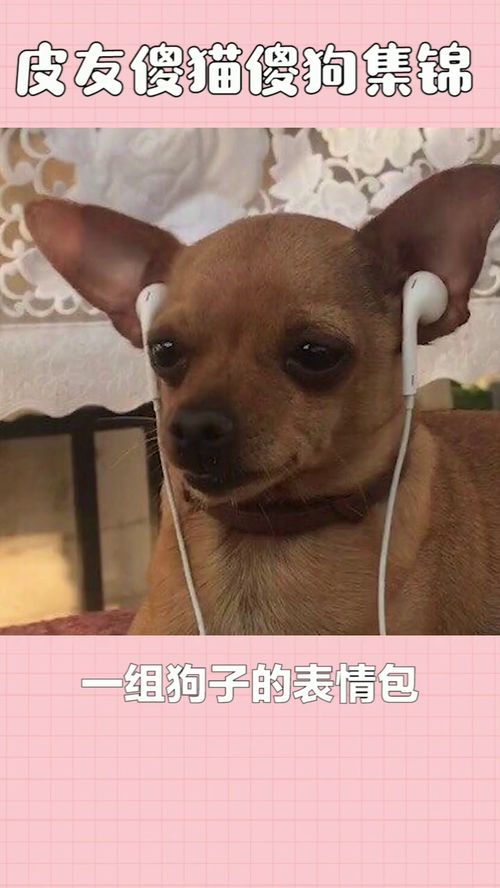  这组狗子的表情包,一定会有你喜欢的来看看