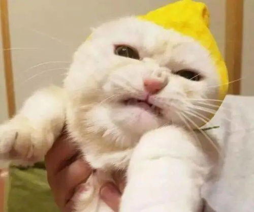  主人强行给猫戴帽子,看到猫咪的表情笑喷这是被气哭了吗