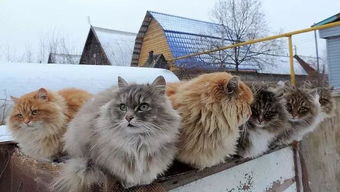  24小时宠物医院福懋战斗民族俄罗斯的猫