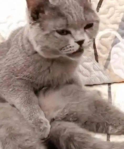  蓝猫刚上完厕所,就开始舔毛,主人一回头看到它的表情笑喷了