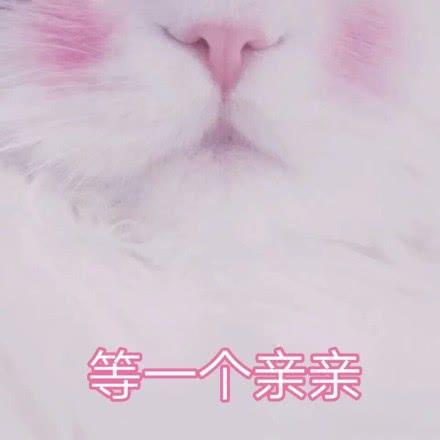  表情包软萌猫咪撒娇卖萌系列软妹必备