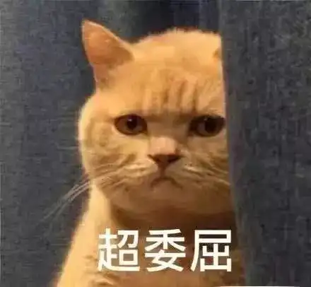 橘猫争宠想独占铲屎官的爱,醋瓶子打翻啦 橘猫争宠想独占铲屎官的爱,醋瓶子打翻啦