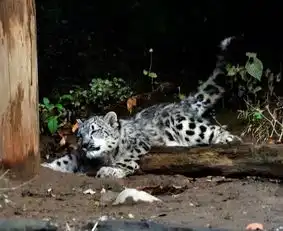 雪豹,真的是胖了可爱,瘦了太帅的猫科典范 雪豹,真的是胖了可爱,瘦了太帅的猫科典范