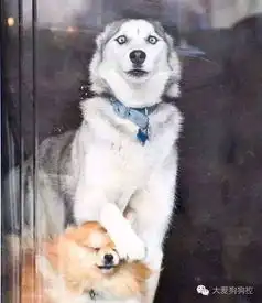 张若昀哈士奇表情包同床