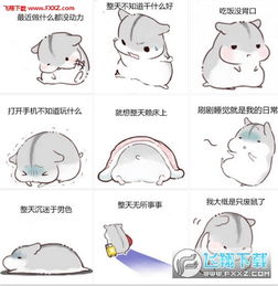  hamham仓鼠表情包老公老婆我大概是一只废鼠了表情包高清无水印下载飞翔下载
