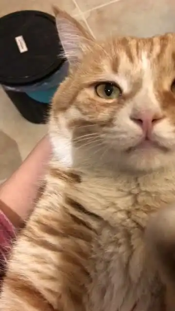 妈妈也爱你有只猫叫克劳斯 妈妈也爱你有只猫叫克劳斯