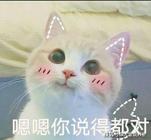 可爱喵咪表情包幽默笑话