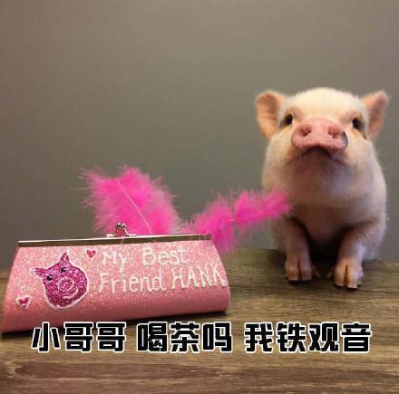  小猪猪表情包小哥哥网恋吗我萝莉音