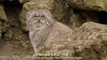 哈哈哈哈这是什么莫名其妙的cp啊表情包的对决吗 哈哈哈哈这是什么莫名其妙的cp啊表情包的对决吗