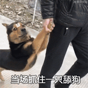 表情包当场抓住一只舔狗