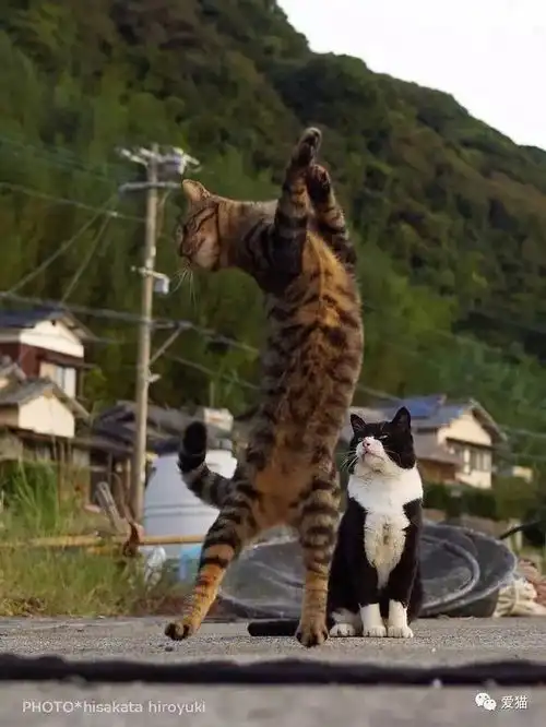 猫咪呕吐表情包狸花猫