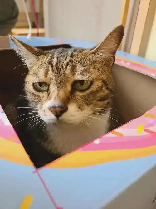 为什么人和猫对视超过30秒,猫大概率会有回避的行为 为什么人和猫对视超过30秒,猫大概率会有回避的行为