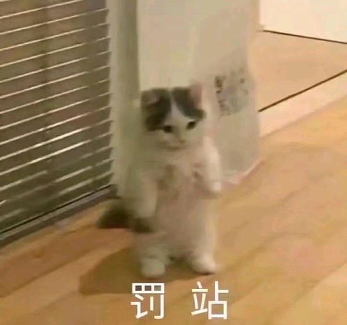  猫猫表情包