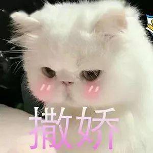 风之大陆表情包微信猫咪