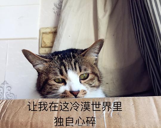  大50000000的相册三级包不如表情包