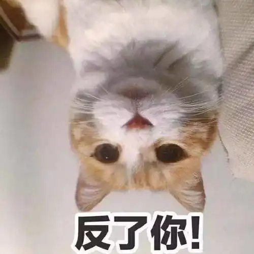 猫咪老师表情包带字抖音