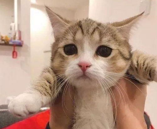  天生委屈脸还自带忧郁气质的小奶喵,是宝藏猫咪本猫了