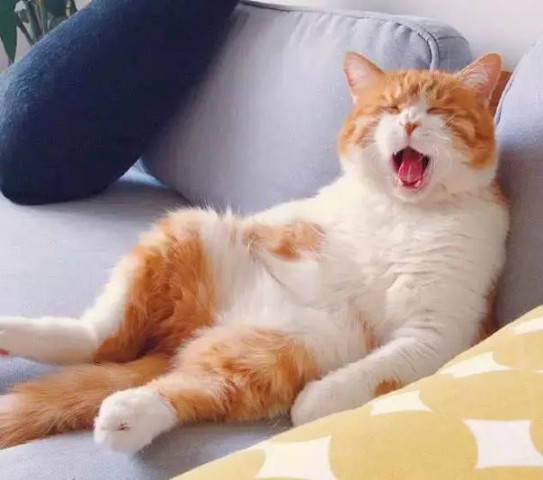  橘猫模仿主人的葛优躺,表情动作很是到位,看着要笑死了