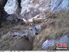 偷拍青海神奇野生动物雪豹赤狐神出鬼没 偷拍青海神奇野生动物雪豹赤狐神出鬼没