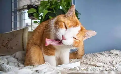 猫咪呕吐表情包煤球