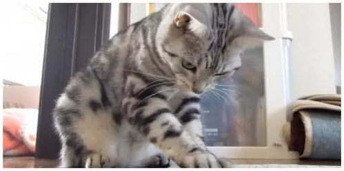  馋猫咪看到桌上有东西,趁机一口舔了下去,下一秒的表情亮了