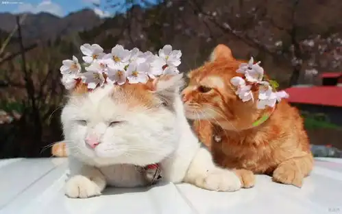 是什么让你走上吸猫这条不归路 是什么让你走上吸猫这条不归路