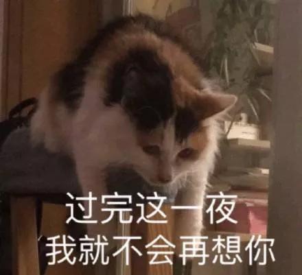  搞笑表情包喵咪喵咪轰