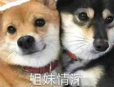 第46期汪表情我上辈子是造了什么孽,遇上你这个沙雕