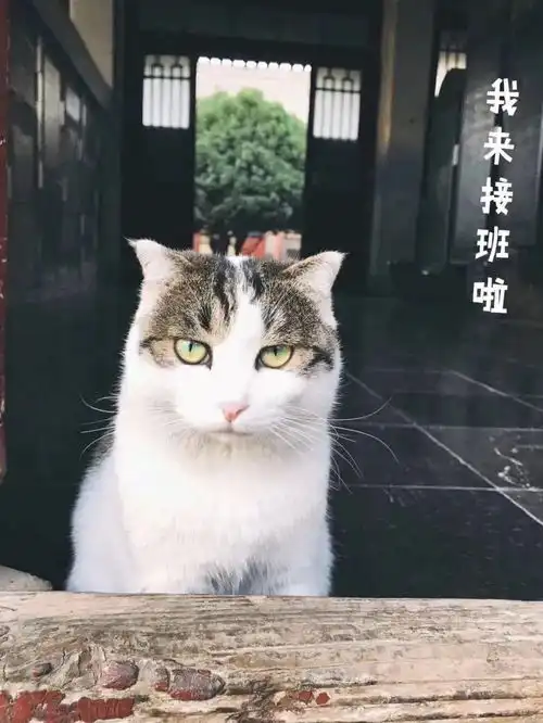 ω喵喵碑林 ω喵喵碑林