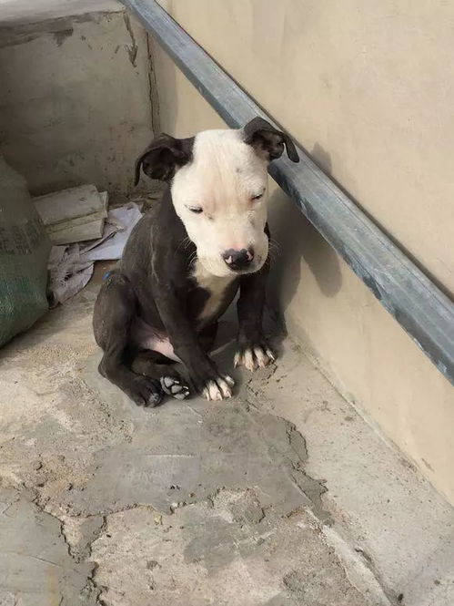  300块钱买条狗,朋友说赚大了是稀有的熊猫犬,邻居也打它的主意