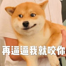  萌宠表情包i光天化日之下竟然撒狗粮