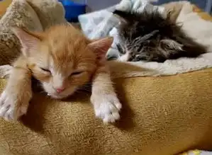  讲义气的橘猫,被人领养后,偷偷将自己的兄弟姐妹带回家