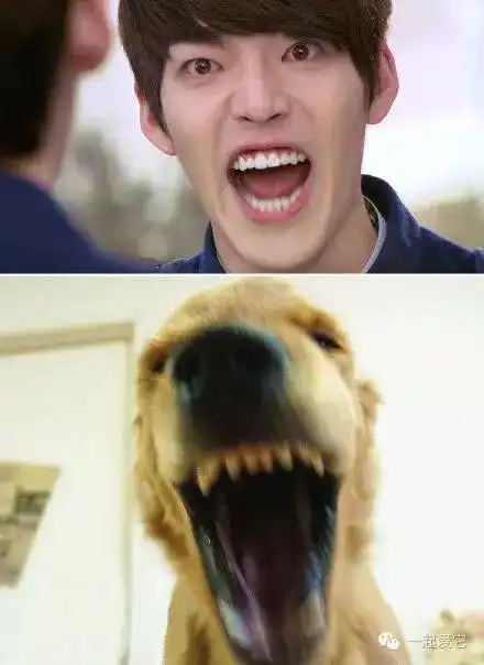 宠趣都说孙红雷撞脸牛头梗,其实长得像的还有明星 宠趣都说孙红雷撞脸牛头梗,其实长得像的还有明星