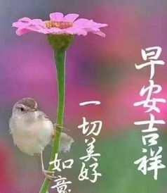  早晨安好11月,不管今年过得怎样,过去的已随风而去,早晨好