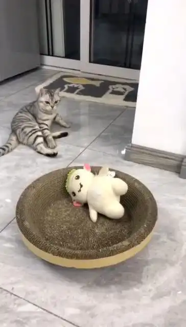 猫你敢睡我的窝咬死你 猫你敢睡我的窝咬死你