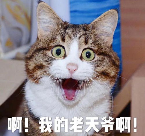  为什么猫咪明明吃的很多,却不见长胖呢