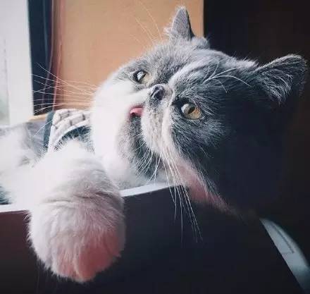  终于找到圆脸比瓜子脸好看的证据了,不得不服