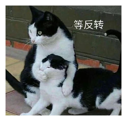 大家好表情包搞笑明成