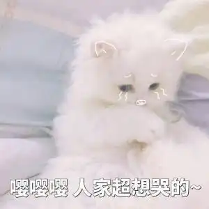  超可爱猫咪表情包别过来,我怕猪,喵