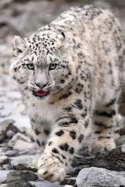 五种野生猫科动物,谁才是真正的王者 五种野生猫科动物,谁才是真正的王者