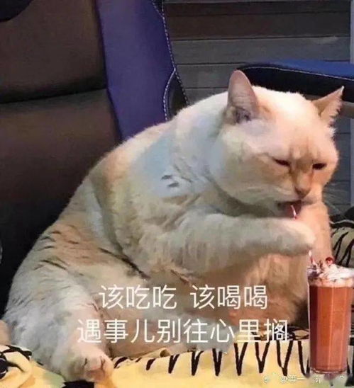  滴滴zufer表情包使用指南待查收